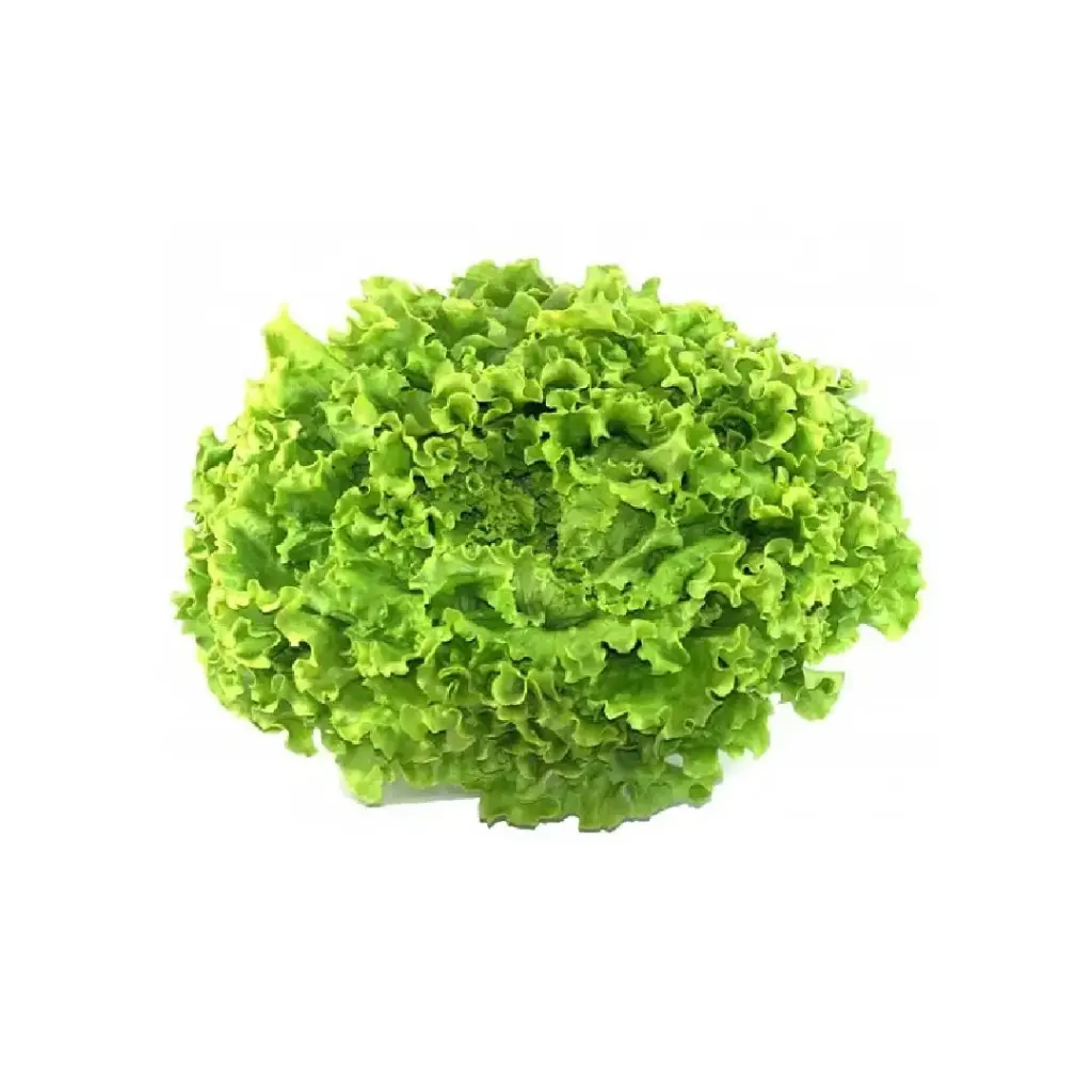 [SEED5] Lechuga Batavia