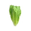 Lechuga romana